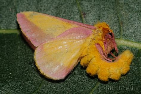 Rosy Maple Moth Giant Silkworm Moths Nature In Focus