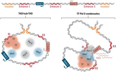 Developmental Enhancers And Chromosome Topology Science