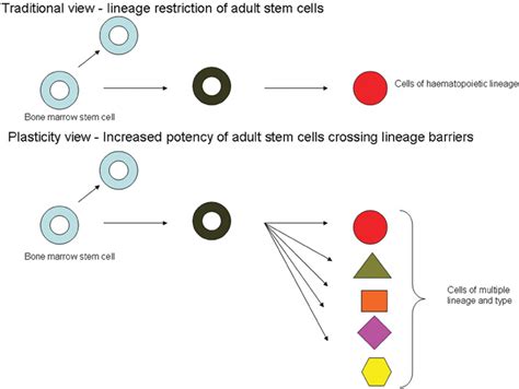 Traditional Compared With The Plasticity View Of Adult Stem Cells