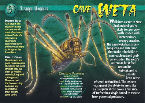 Cave Weta - Wierd N'wild Creatures Wiki