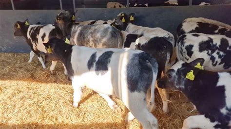 14 Proper Belgian Blue Bulls Wicklow Calf Company