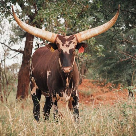 Ankole Species – KHH – Kilima Horned Heritage