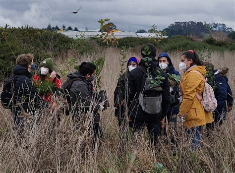 Plantan Especies Nativas En La Ribera Del R O Maull N En Llanquihue