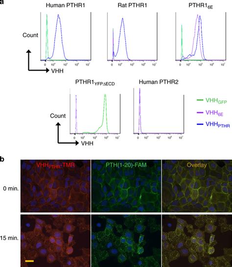 Binding Of Vhhs To Hek Cell Lines Stably Transfected With Pthrs A