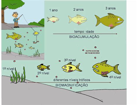 Magnificação Trófica - ECOLOGIA - MAGNIFICAÇÃO TRÓFICA
