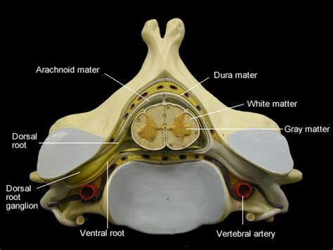 Spinal Cord Cross-Section