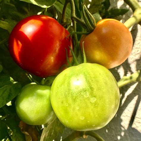 9 Best Tomatoes To Grow In A Pot Herbvity