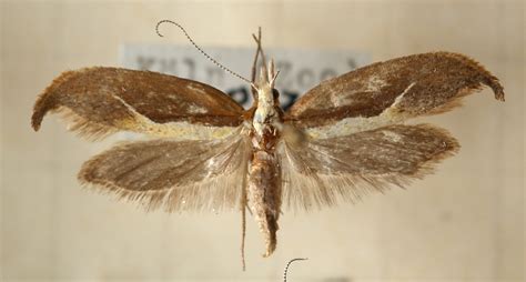 Ypsolopha Dentella