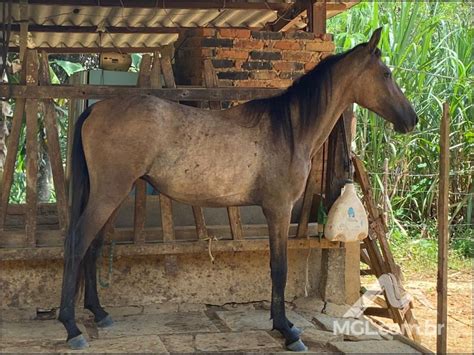 Recreio Mg Potro De Ra A Mangalarga Marchador Animais Em Leil O Mgl