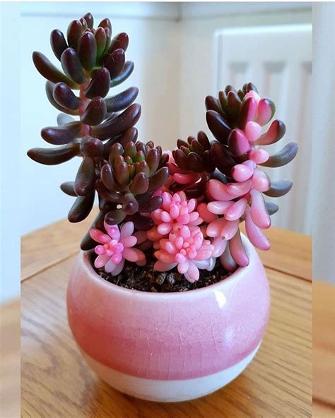 Cactos Suculentas Bonsais On Instagram Photo By Succulentcity