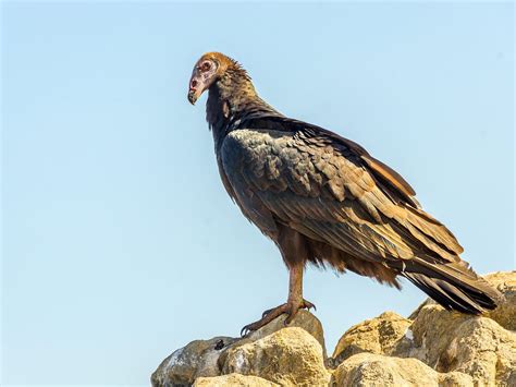 Turkey Vulture Nesting (Behavior, Eggs + Location) | Birdfact