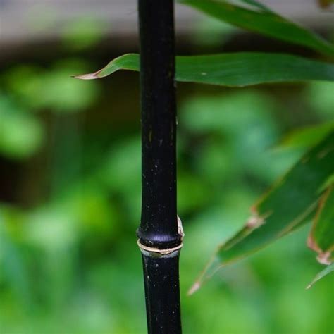 Buy Phyllostachys Nigra Black Bamboo Phyllostachys Nigra Black