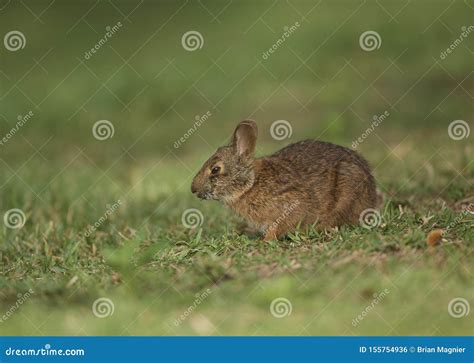 Marsh Rabbit In Florida Stock Photo Image Of Outdoors 155754936