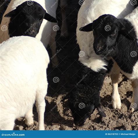 Blackhead Persian Sheep Stock Image Image Of Africa 86318703