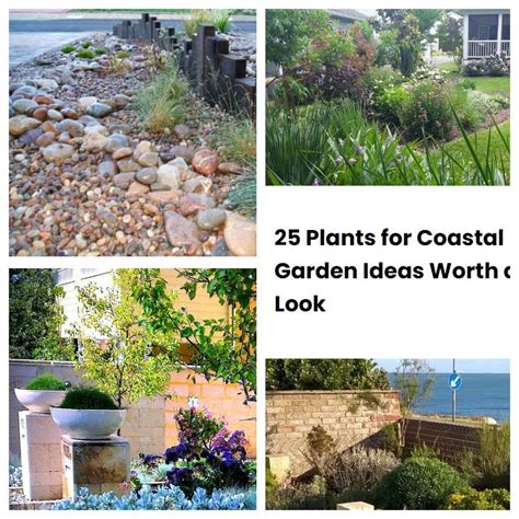 25 Plants For Coastal Garden Ideas Worth A Look SharonSable