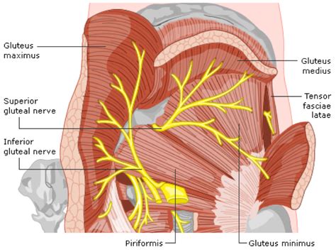 Superior Gluteal Nerve Model