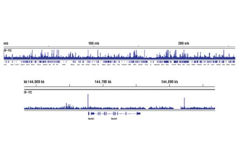 C Jun 60A8 Rabbit MAb Cell Signaling Technology