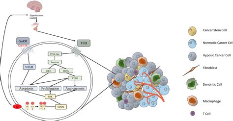 Frontiers Characterizing Endocrine Status Tumor Hypoxia And