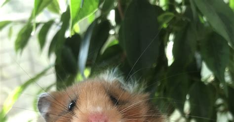 Показываю фото хомяка за плюсики | Пикабу