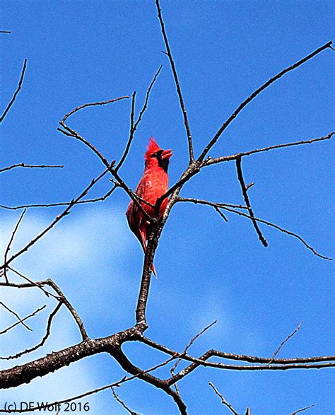 Cardinal’s mating call from high in a tree | Hati and Skoll Gallery