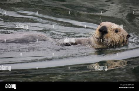 Nutria Marina Enhydra Lutris Nutrias De Mar Son Uno De Los M S