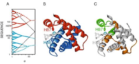 Structure of human hemoglobin alpha-chain (1hz0.pdb). (A). IS of ...