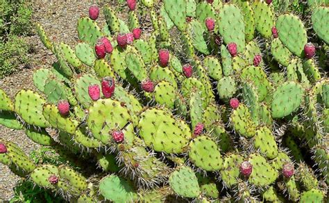 Prickly Pear Jelly Angora Chronicles