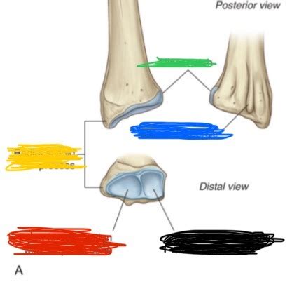 Wrist And Hand Anatomy Flashcards Quizlet