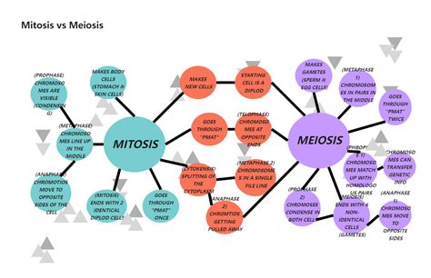 A Concept Map Comparing Mitosis And Meiosis Map Porn Sex Picture