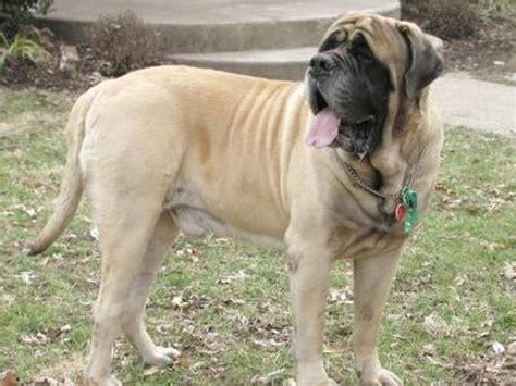 American Bandogge Mastiff ( Bulldog Mastiff Cross) Info, Temperament, Puppies, Pictures