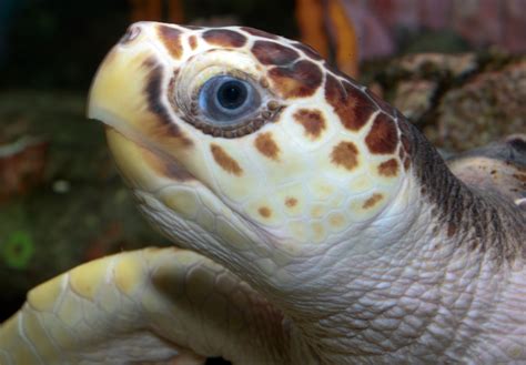 Loggerhead Sea Turtle Flora And Fauna Of North Carolina Inaturalist