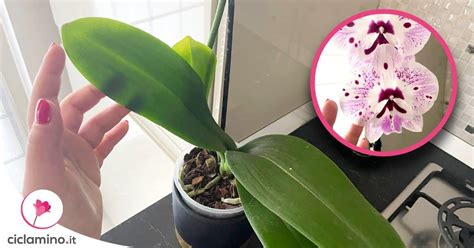 Consigli Che Faranno Vivere A Lungo L Orchidea Phalaenopsis