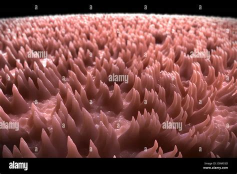 A Magnification Of Filiform Papillae On A Human Tongue Stock Photo Alamy