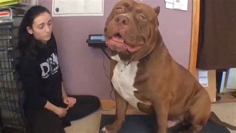 Youtube Conoce A Hulk El Pitbull Más Grande Del Mundo Peru 21