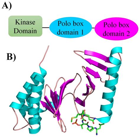 A Plk1 Has A Modular Domain Structure With An N Terminal Kinase Domain