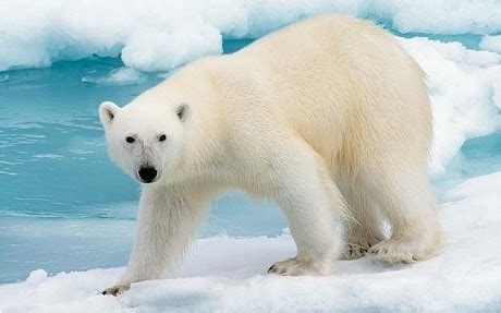 How Many Polar Bears Are Left In The World