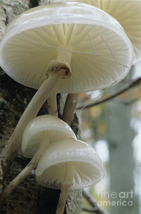 Porcelain Mushrooms By John Wright Science Photo Library