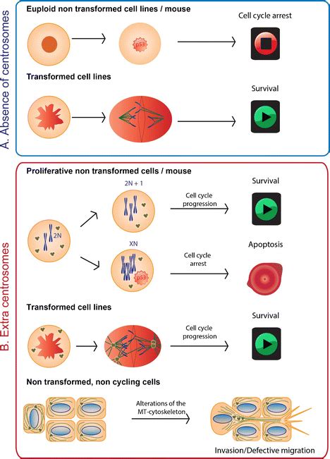 Variations In Centrosome Number Cause P Dependent Cell Cycle Arrest