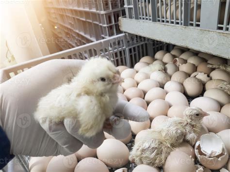 Quality Control Check And Inspection A Newborn Chick Emerges From The