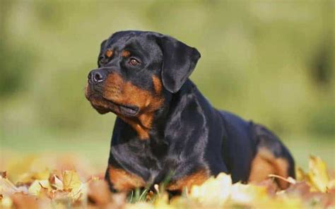 Rottweilers Dog Breed Facts And Information