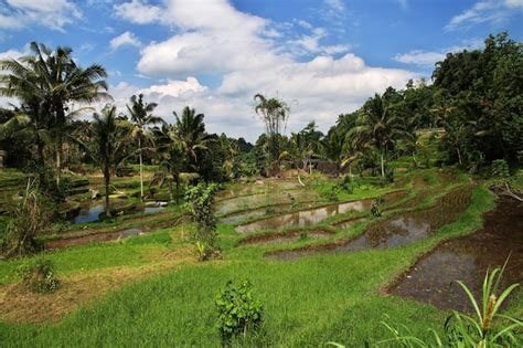 Las Terrazas De Arroz En Bali Indonesia Foto Premium