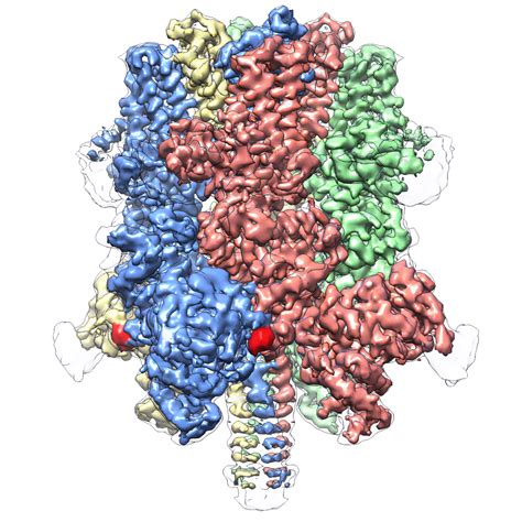 Cryo-EM reveals “crown-like” structure of protein responsible for ...