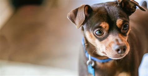 Miniature Pinscher Guide Lifespan Size And Characteristics