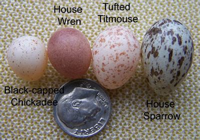 Cavity Nester Egg Identification And Comparison By Size House Wren