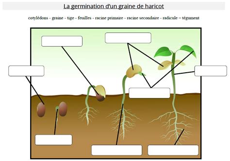 Contrat type transport Les étapes de la germination cm1