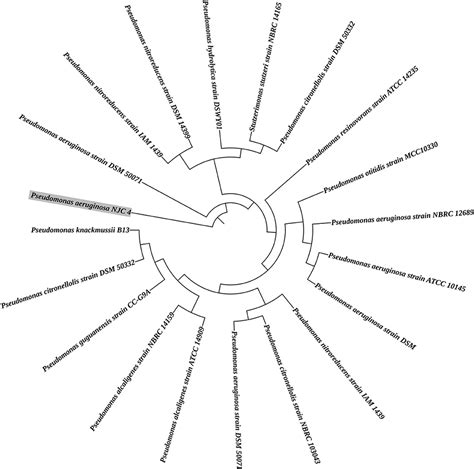 Frontiers Harnessing The Efficacy Of Multifunctional Rhizobacterial