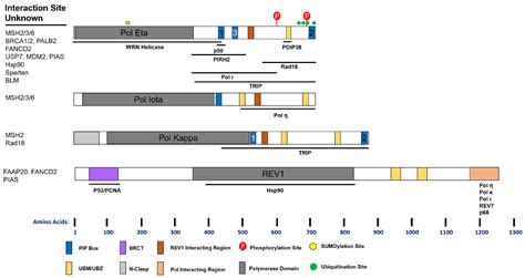 Genes Free Full Text Maintenance Of Genome Integrity How Mammalian