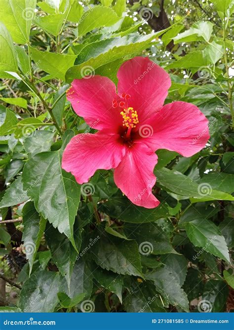 Pink Passion Flower Stock Image Image Of Tree Blossom 271081585