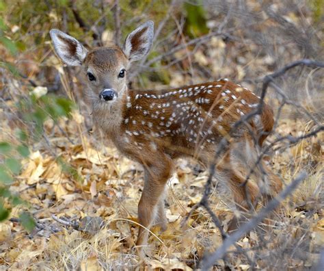 Finding A Fawn In Your Backyard Dont Be A Fawn Napper Leave It Alone