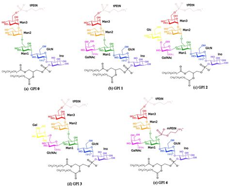 Chemical Structures Of 5 GPIs Labeled 0 4 In This Study A GPI 0